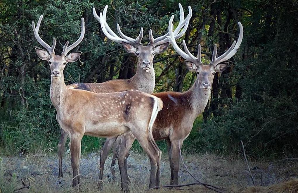 Bursa Bölge İdare Mahkemesi kızıl geyik avını durdurdu 