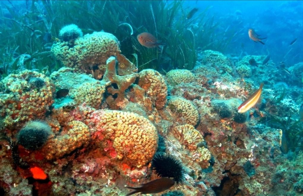 Bozcaada ve Marmara Denizi’nde risk altındaki mercanlar inceleniyor