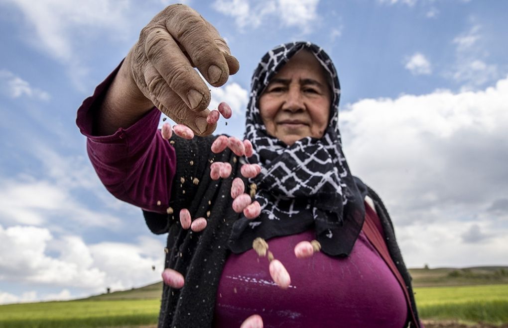 Kadın çiftçilerin yüzde 95'i sosyal güvenceden yoksun