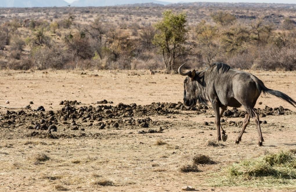 Kenya'daki kuraklık yüzünden yüzlerce yaban hayvanı öldü
