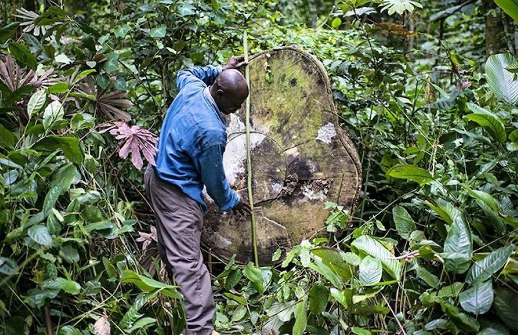 Kongo Havzası | Dünyanın en büyük CO₂ yutağı da ormansızlaştırılıyor