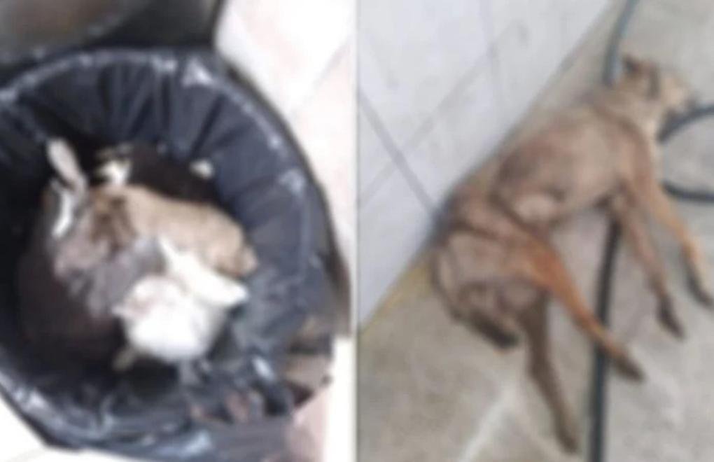 Ümraniye Belediyesi barınağında hayvanların öldürüldüğü iddiası