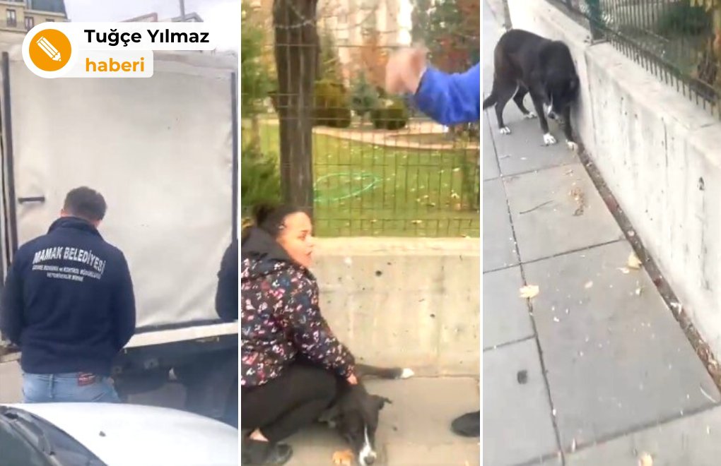 Mamak Belediyesi gerekçe göstermeden sokaktaki köpeği alıkoydu