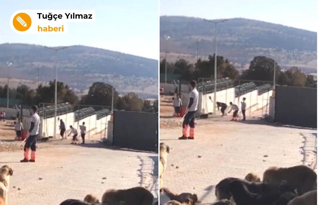 Konya'da işkenceyle öldürülen köpek | Tesis müdürü açığa alındı