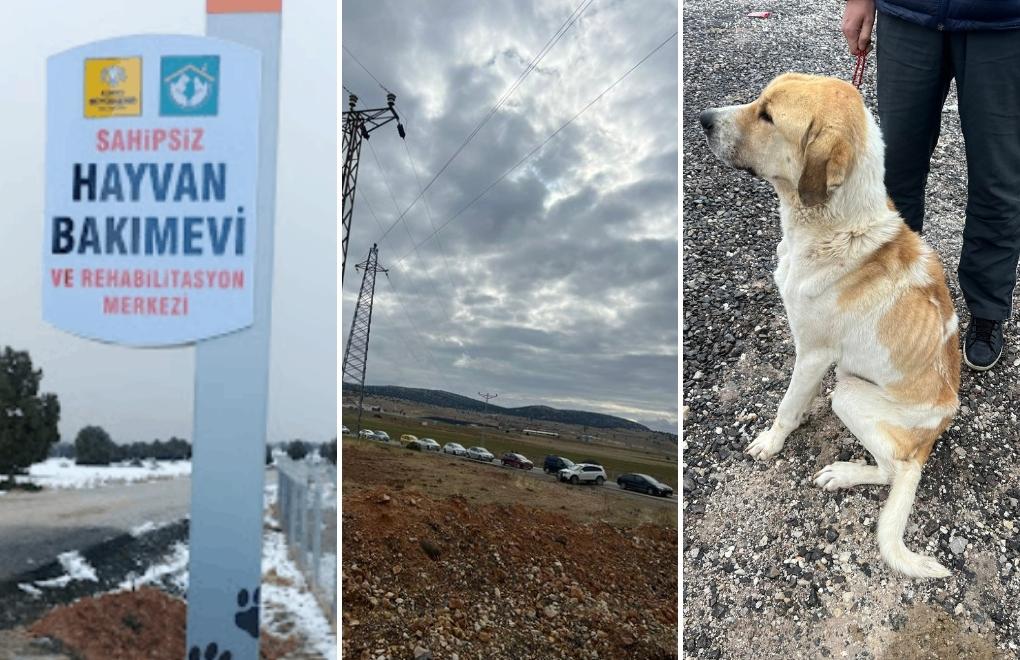 Konya’da işkenceyle öldürülen köpek | Hayvan hakları aktivistleri Konya’da