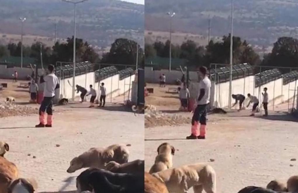 Konya’daki köpeği öldürenler hakkında 4 yıla kadar hapis istemi 