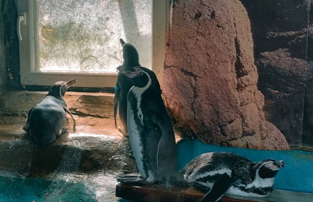 Hayvanat bahçesindeki penguenler de kuş gribinden öldü