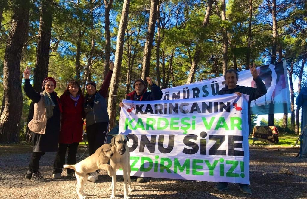 İstanbul’daki ekoloji aktivistleri Akbelen’de: Karıncanın kardeşi var