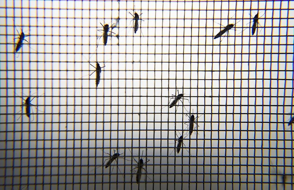 İklim krizi sivrisineklerin popülasyonunu artırıyor