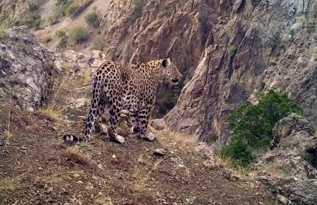 Anatolian leopard spotted in Türkiye