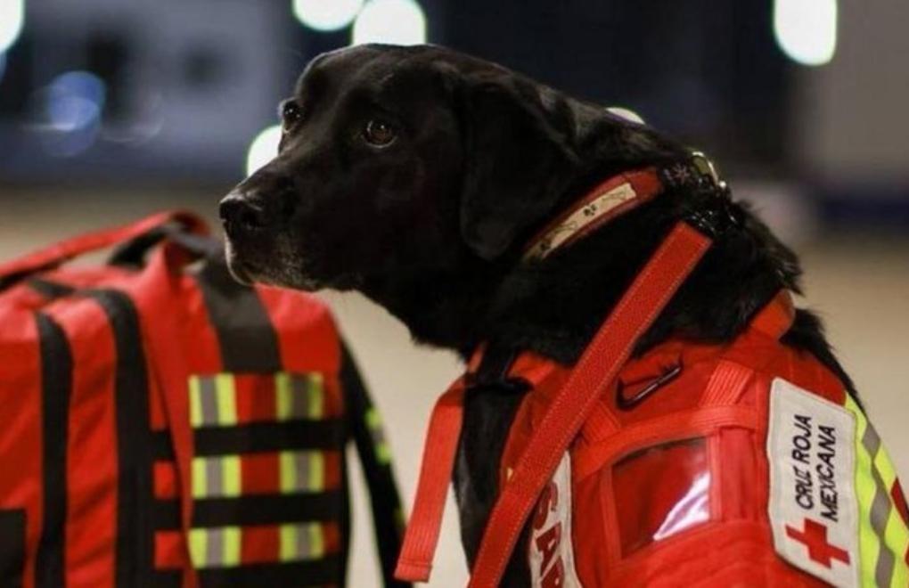 Arama kurtarma köpekleri Türkiye'ye geliyor