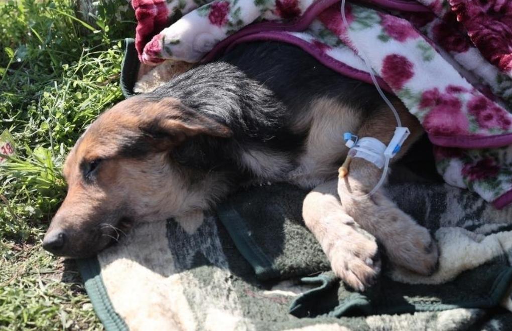 How to help the animals in the earthquake struck areas?