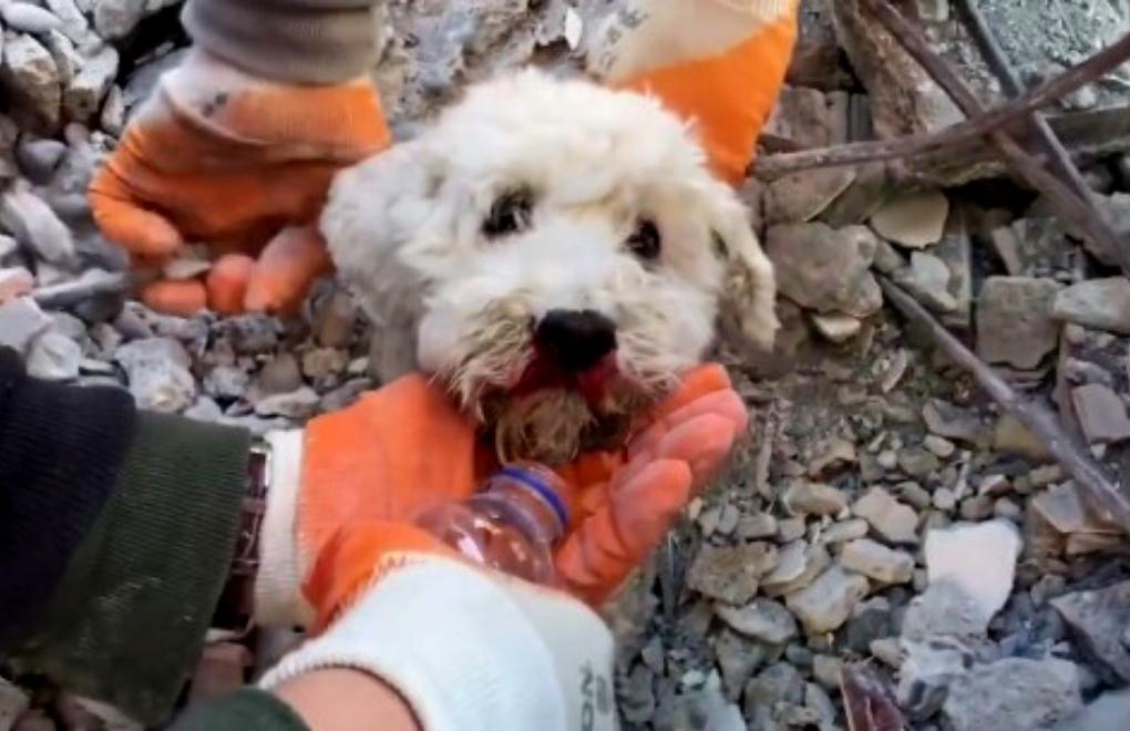 Depremzede hayvanlara ücretsiz tedavi hizmeti veren klinikler