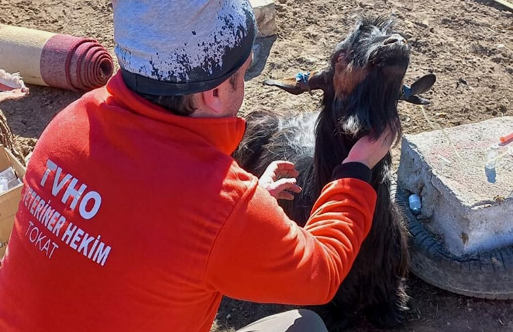 Adıyaman'da veteriner hekimler enkazdan 6 keçiyi kurtardı