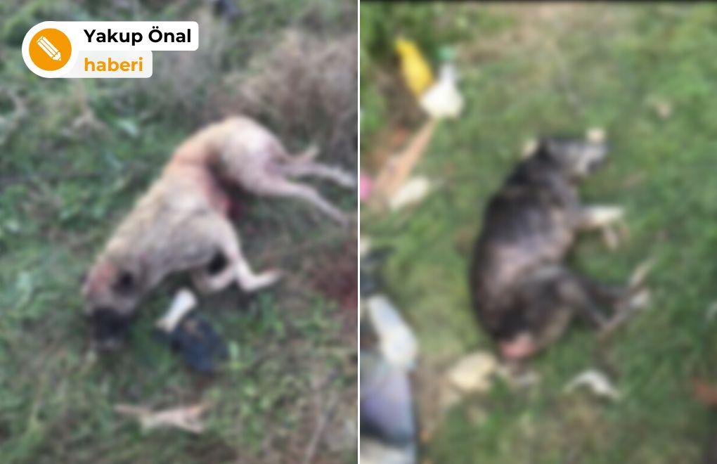 Şarköy'de köpekler av tüfeğiyle öldürüldü