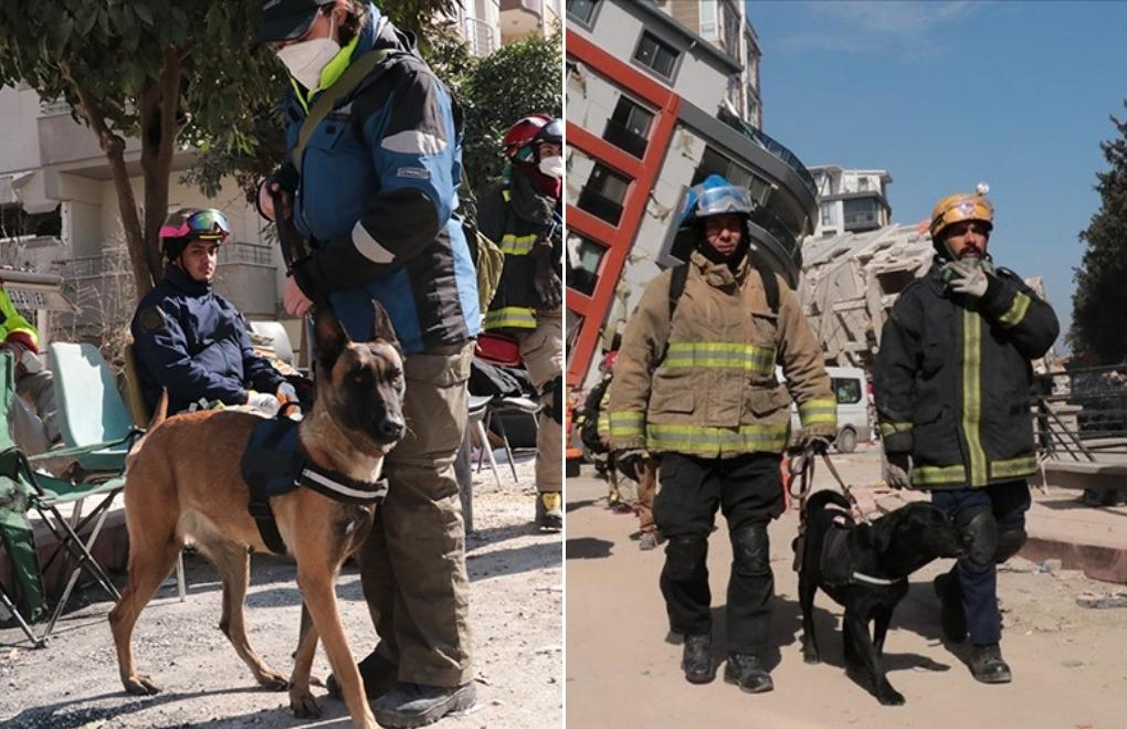 They do most of the job, we just support them': Rescue dogs saved dozens  of lives after quakes