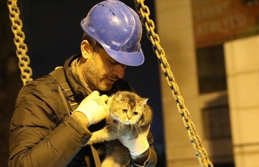 Galeria’da mahsur kalan yedi kedi günler sonra kurtarıldı