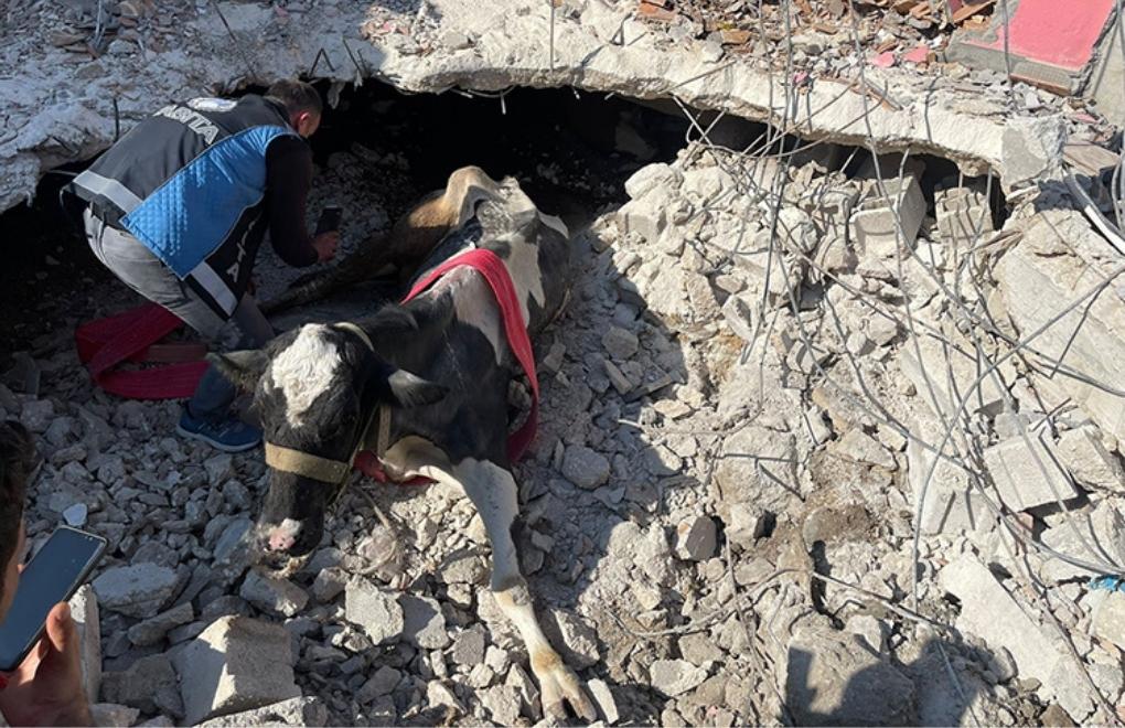 Cow rescued from rubble in Hatay 17 days after quakes