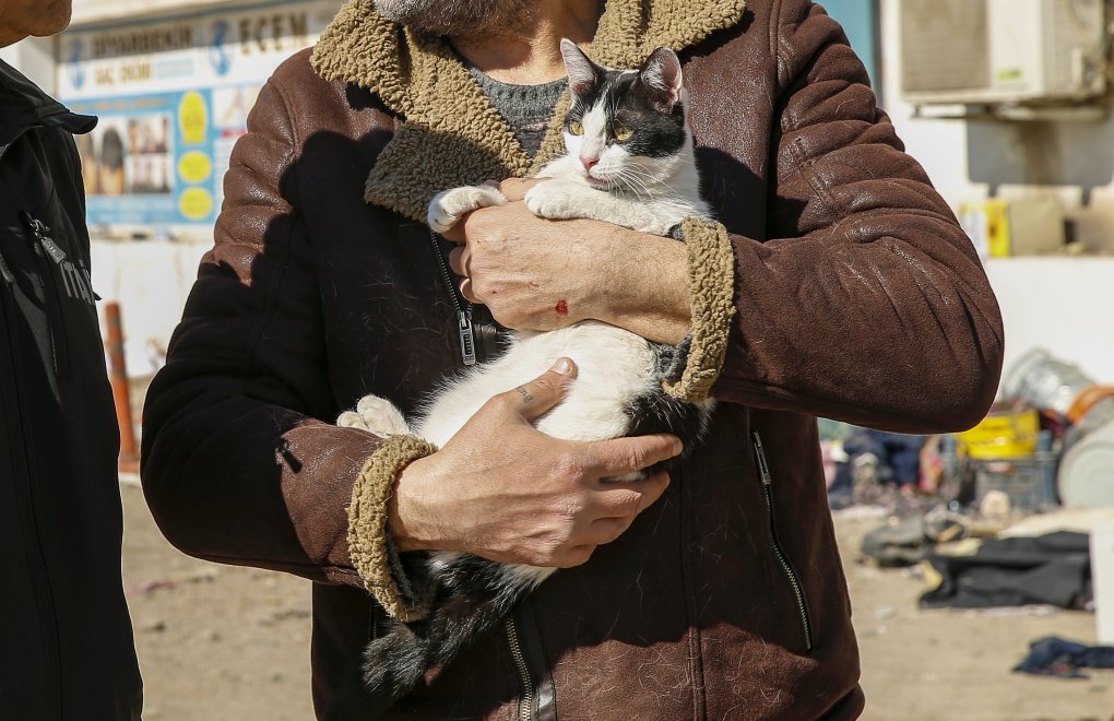 Diyar Galeria Sitesi'nden 13 kedi kurtarıldı, çalışmalar sonlandırıldı