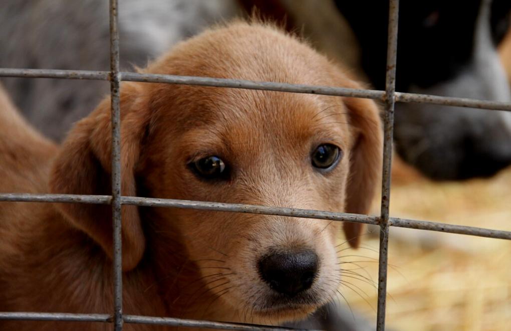 Konya Barosu: Bakımevindeki köpeklere mama verilmiyor