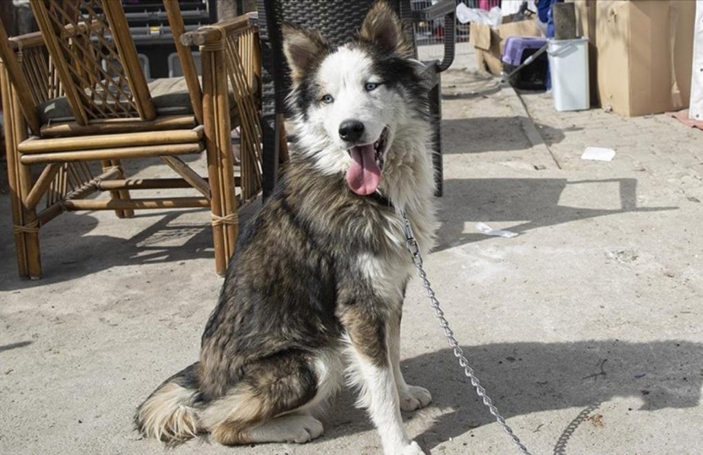Dog rescued from rubble in Türkiye's Hatay 23 days after quakes