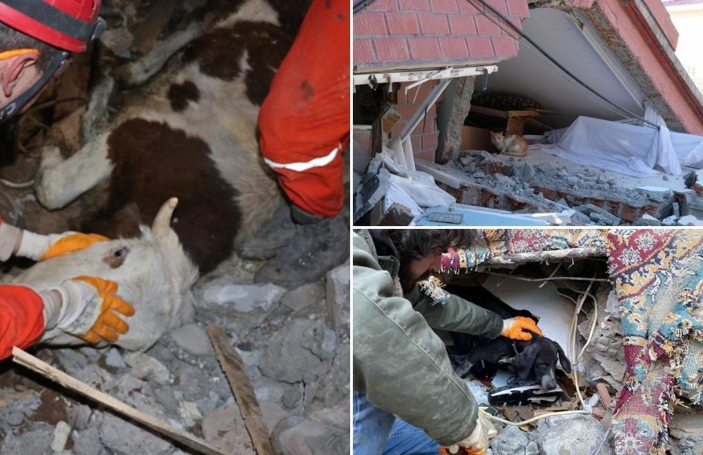'Thousands of animals left to die in earthquake regions'