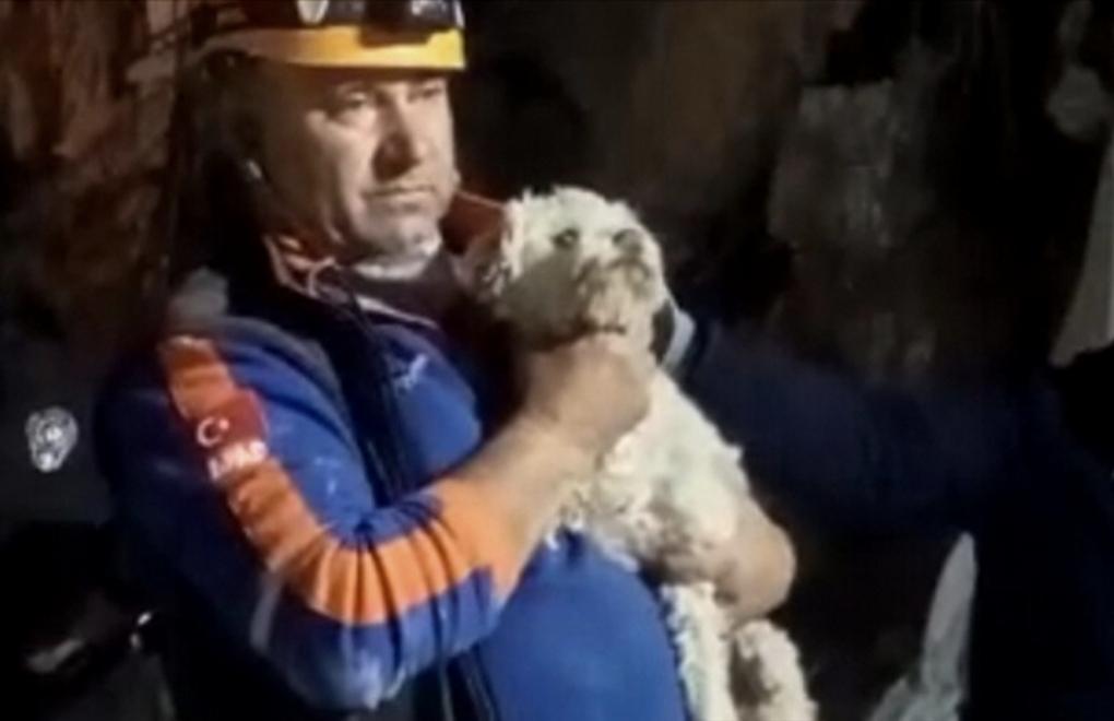 Another dog rescued from debris weeks after Türkiye earthquakes