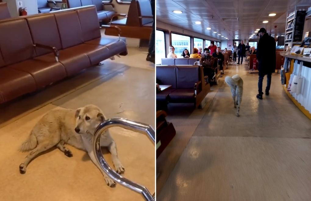İstanbul ferry voyage delayed over stray dog