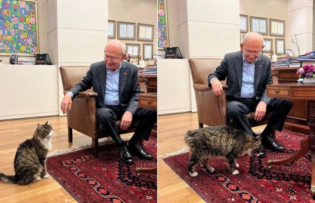 Kılıçdaroğlu promises to reduce pet food prices in Instagram post featuring party's cat