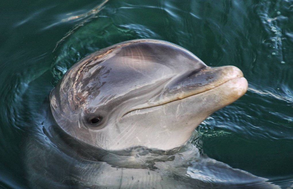 Dolphin Park in Marmaris closed permanently