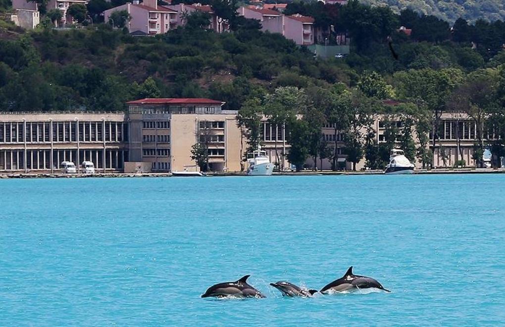 'Existence of dolphins and whales in Turkey is under threat'