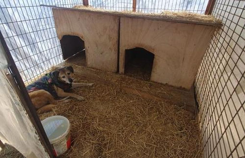 Boğaziçi Hayvan Barınma Merkezi yıkıldı | Hayvanlar taşındı