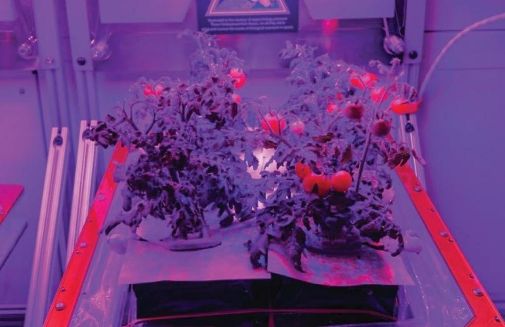 NASA'nın uzay domatesleri yarın dünyaya geliyor