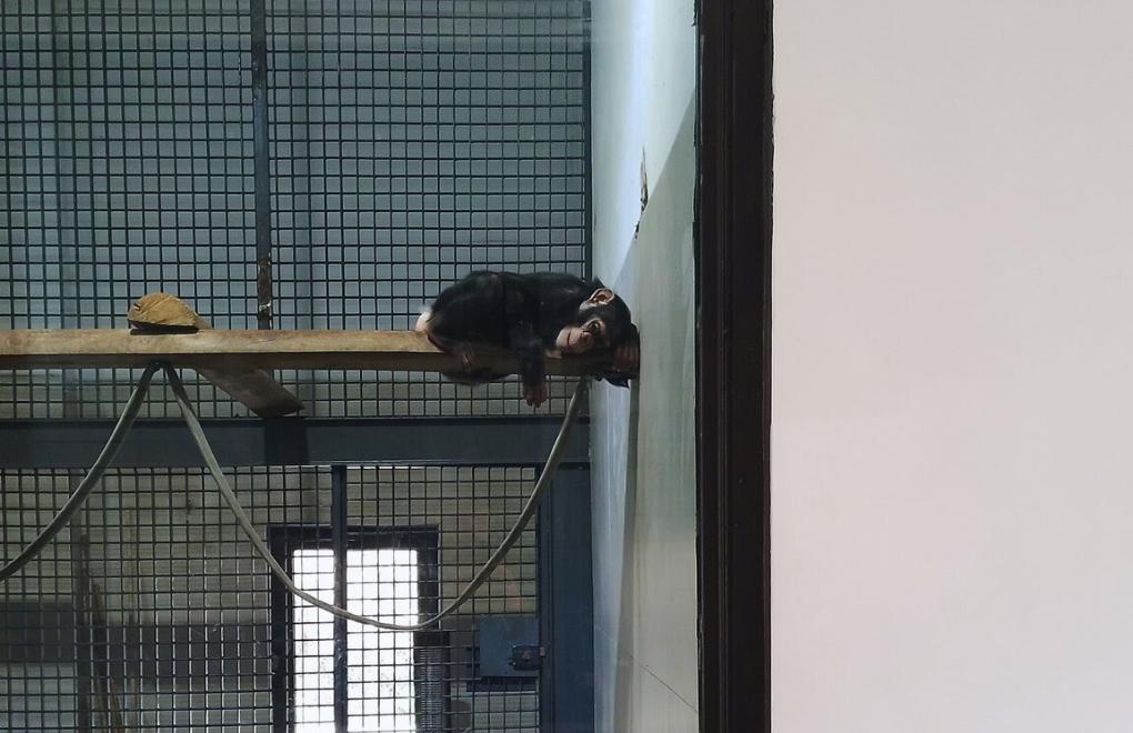 "Gaziantep hayvan hapishanesi kapatılsın"