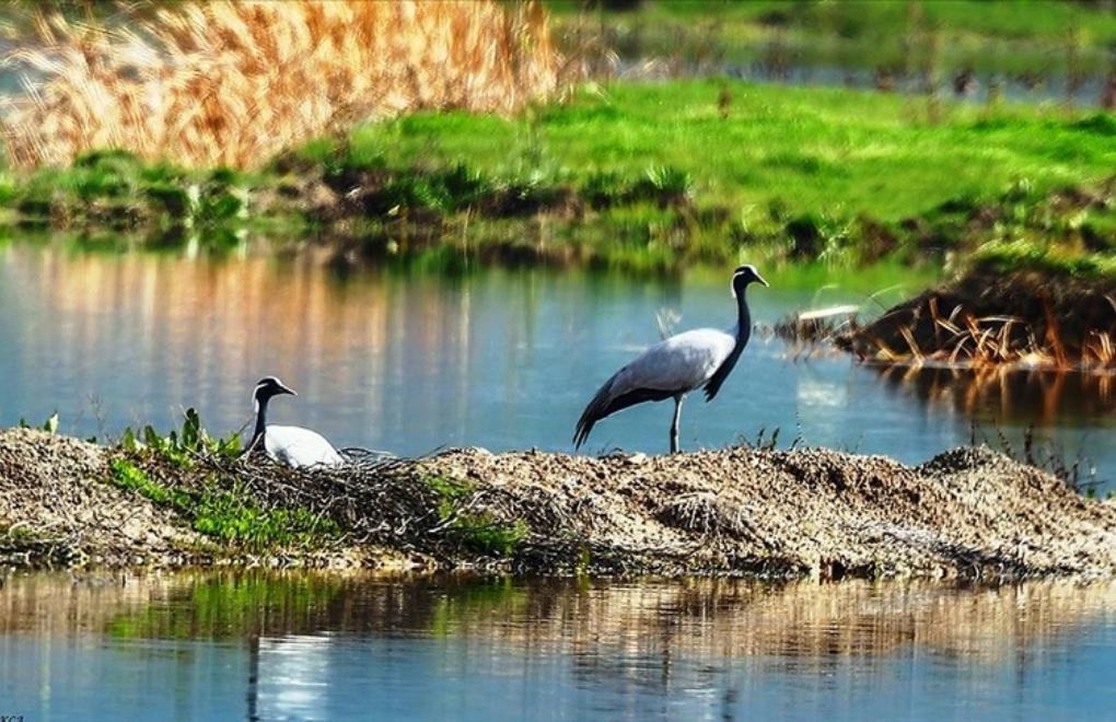 Demoiselle cranes risking extinction were spotted in Amasya