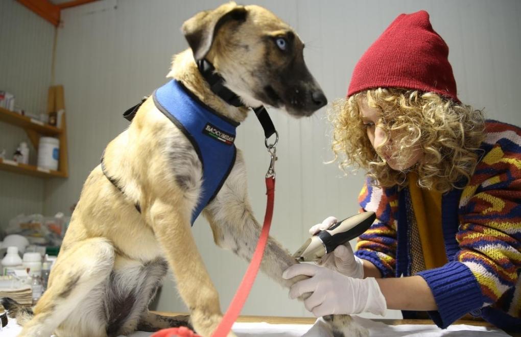 Depremzede veteriner, depremzede hayvanları iyileştiriyor