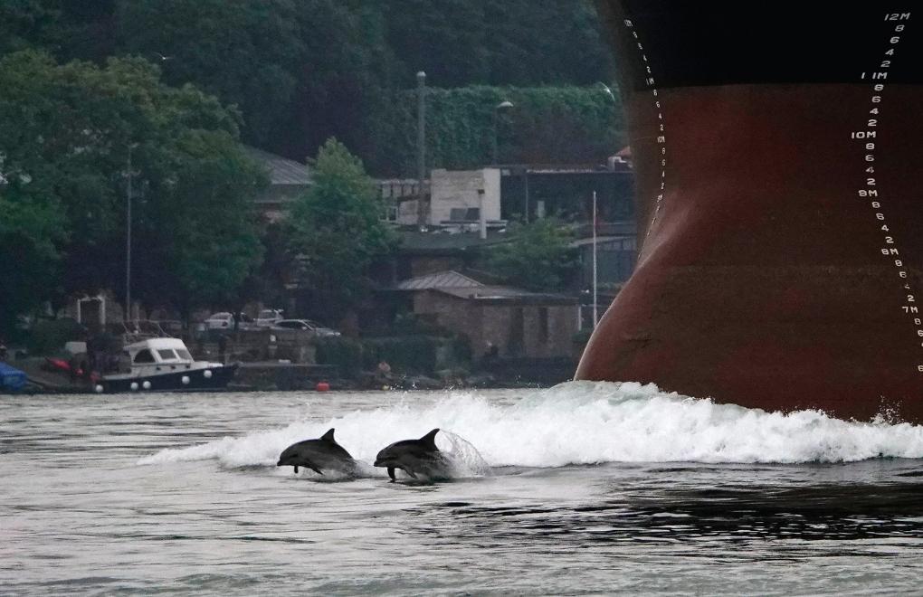 Enchanting encounter: Dolphins grace İstanbul's Bosphorus