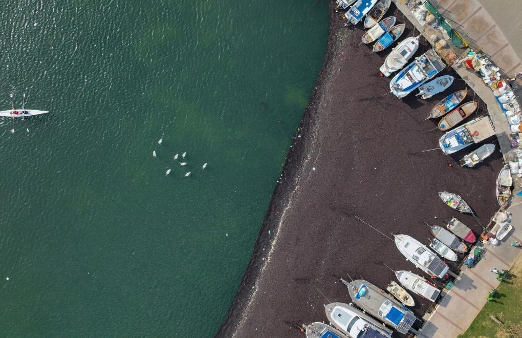 İzmir Körfezi’nde deniz yosunu yayılımı sürüyor 