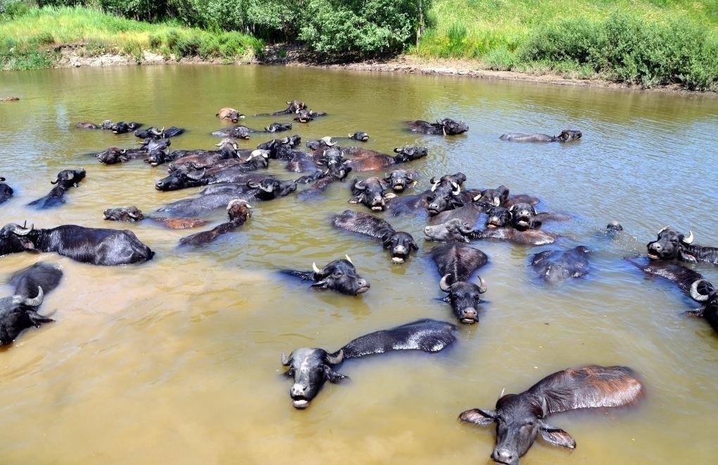 Buffaloes find refuge in river to beat the heat in Turkey’s Muş province