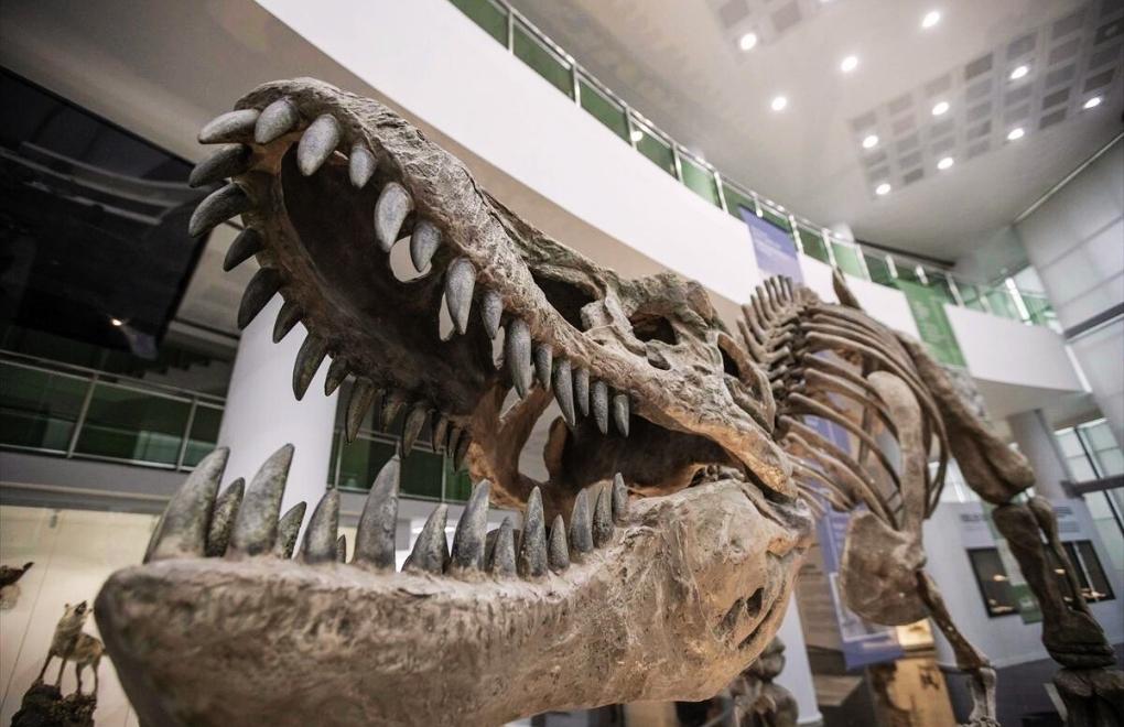 Biyoçeşitlilik Bilim Müzesi'nde milyonlarca yıllık fosiller sergilenecek