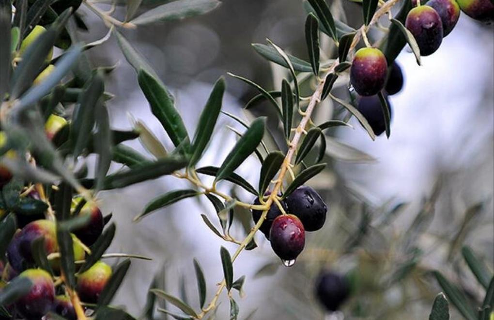 'Zoning olive groves to housing will do away with our agricultural land'