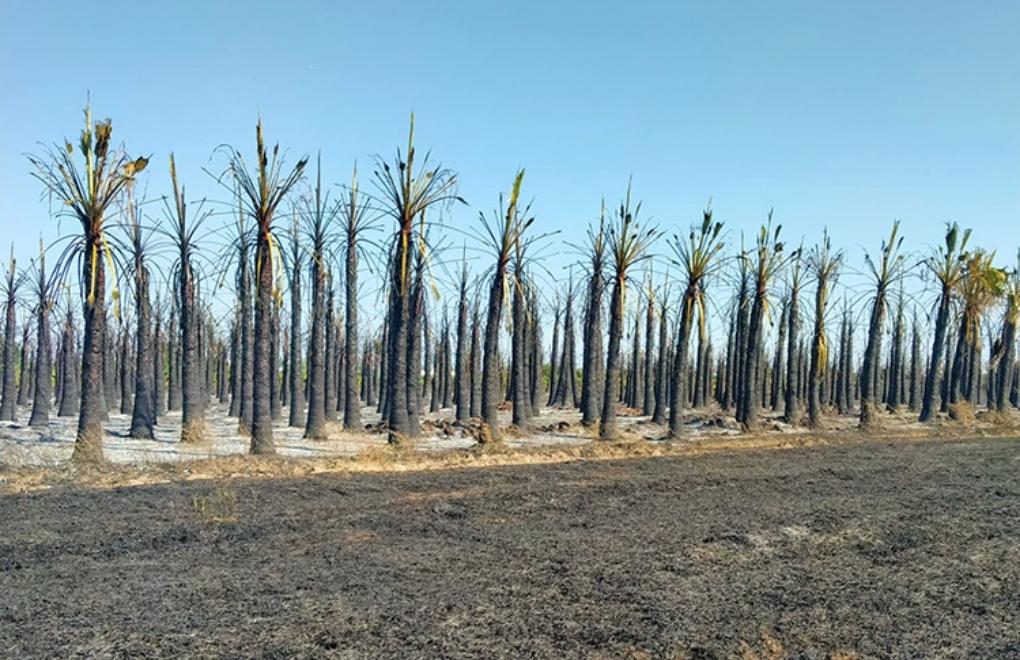 Antalya’daki yangında palmiye ağaçları zarar gördü