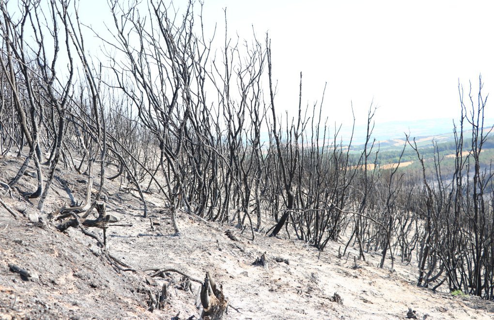 Wildfires continue to ravage Turkey amid heatwave