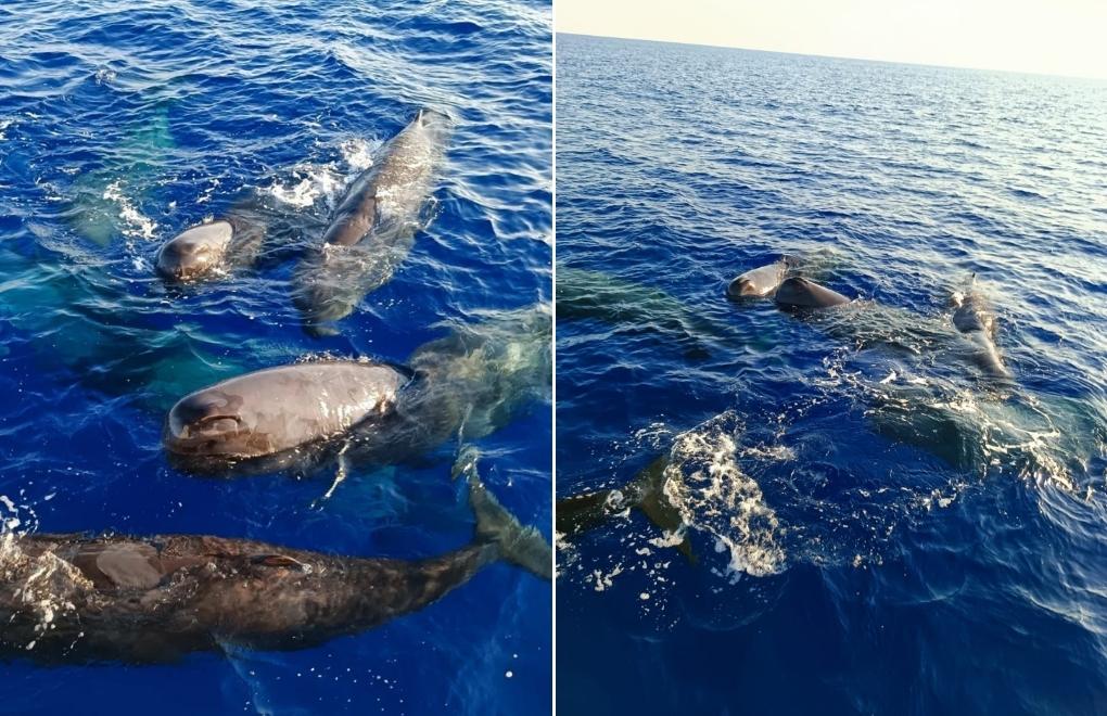 Group of sperm whales observed in Kaş and Fethiye