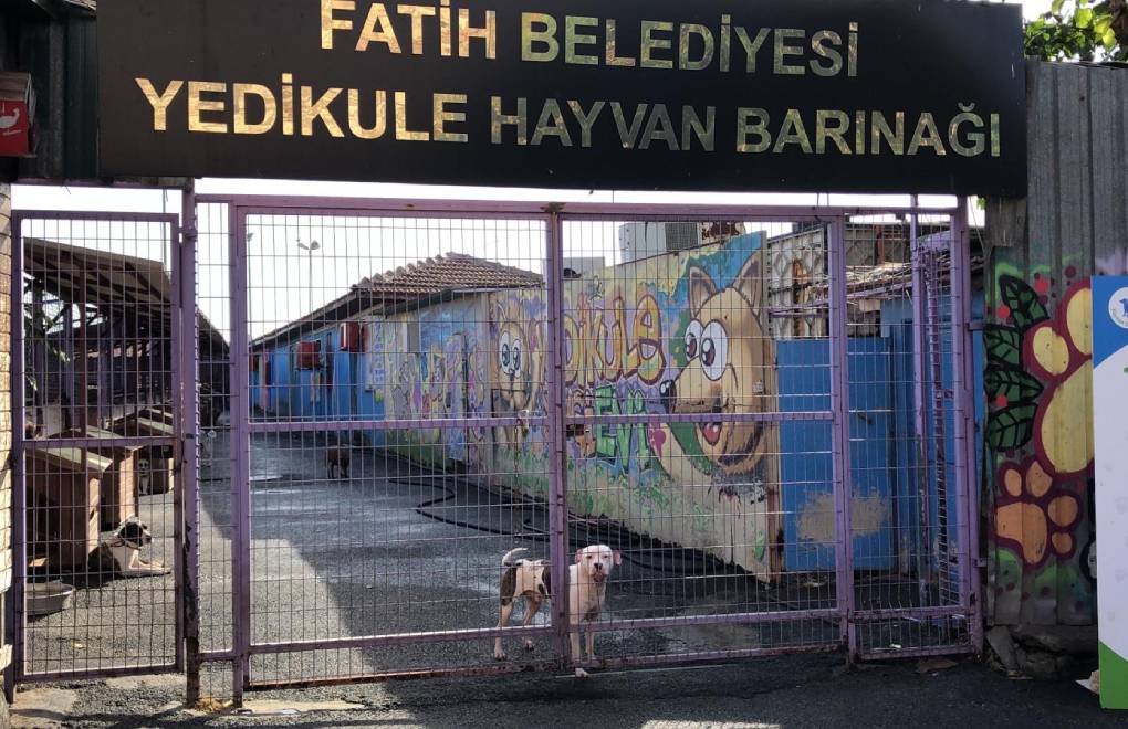 İstanbul governor orders sterilization, vaccination of stray dogs