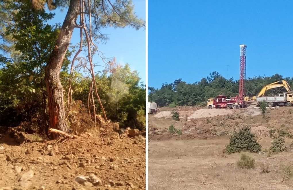 Cengiz Holding Kaz Dağları'nda ağaç katliamına başladı
