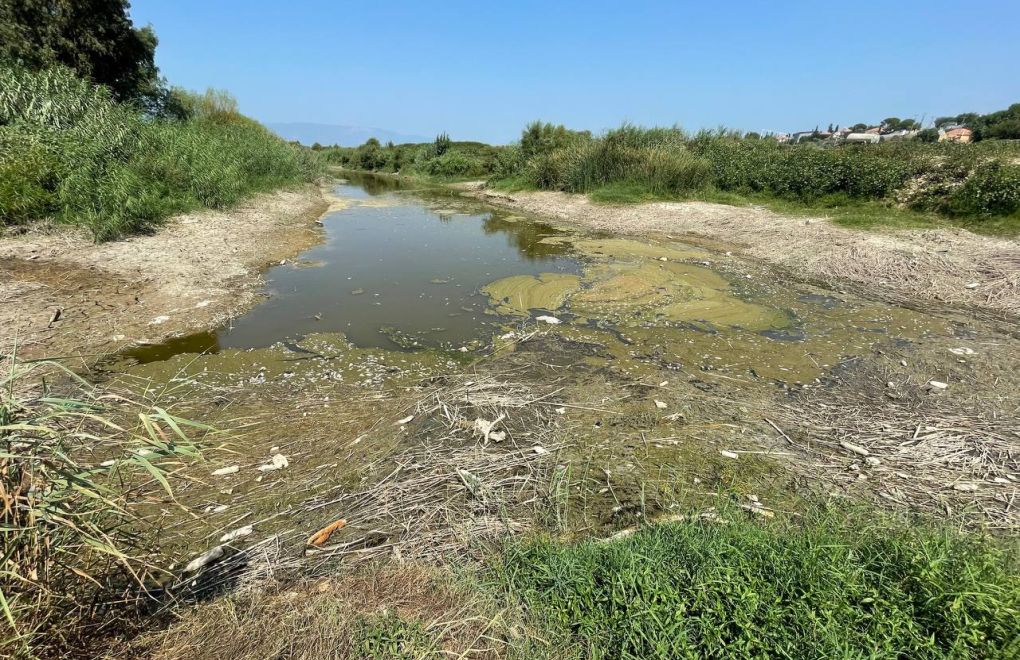 Büyük Menderes Nehri'nde kuraklık nedeniyle yüzlerce balık öldü