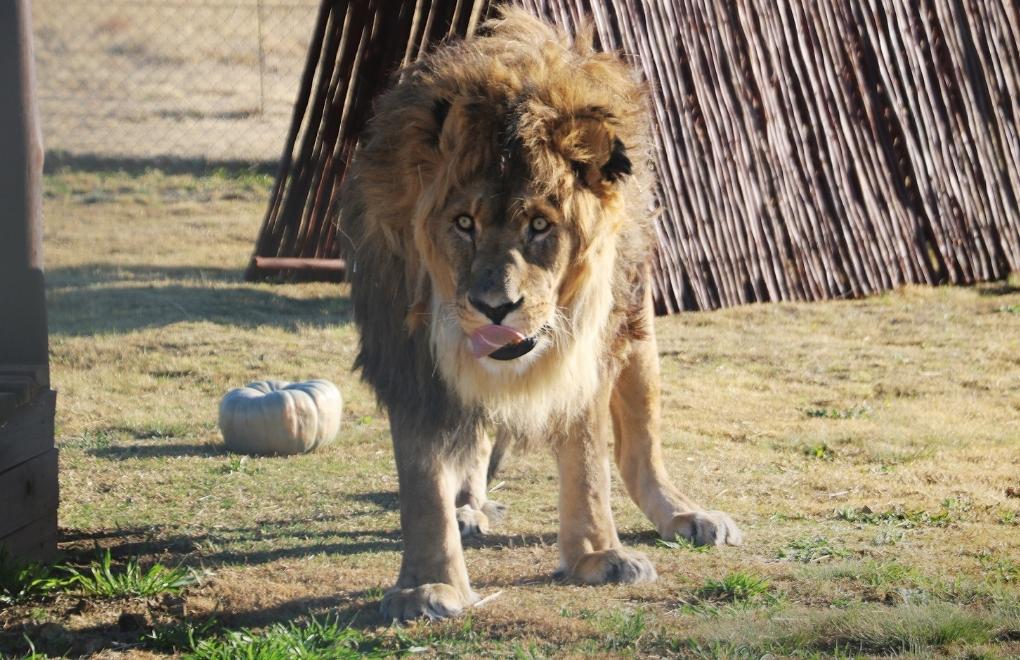 “Dünyanın en yalnız aslanı” Ruben başka merkeze götürüldü