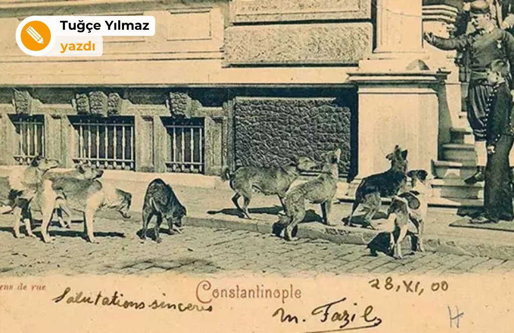 Osmanlı'dan günümüze hayvan hakları