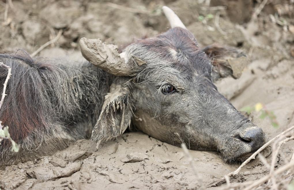 Düzce'de bataklıkta mahsur kalan 4 hayvan kurtarıldı